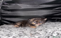 Mixed Breed cats for sale: 4 beautiful kittens - Image 7
