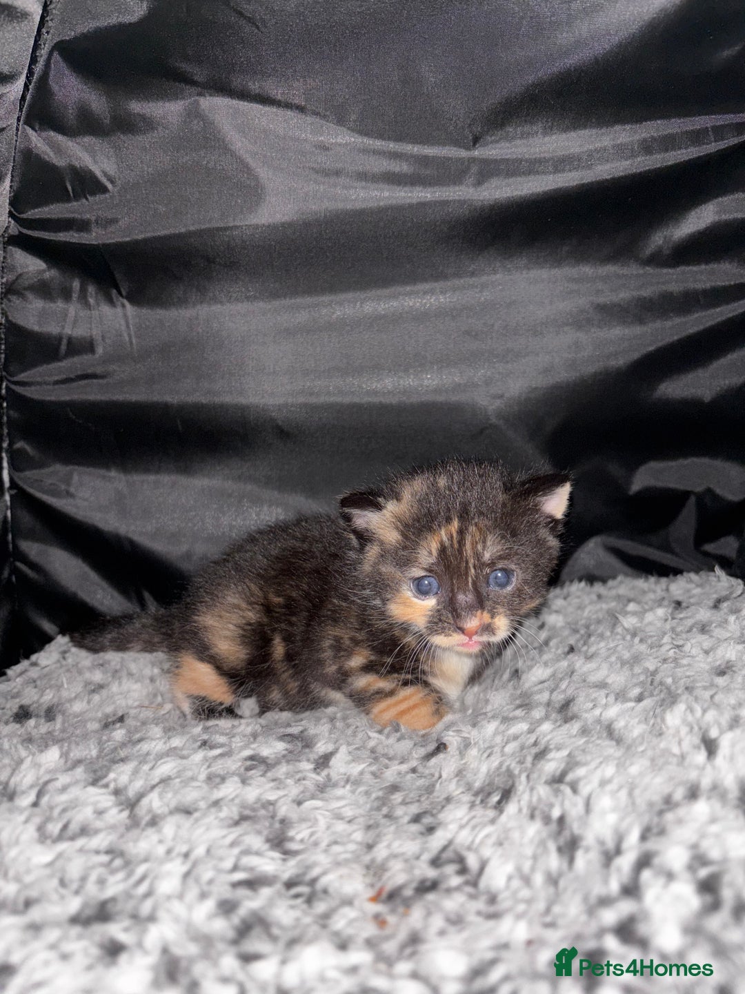 Mixed Breed cats for sale: 4 beautiful kittens - Image 7