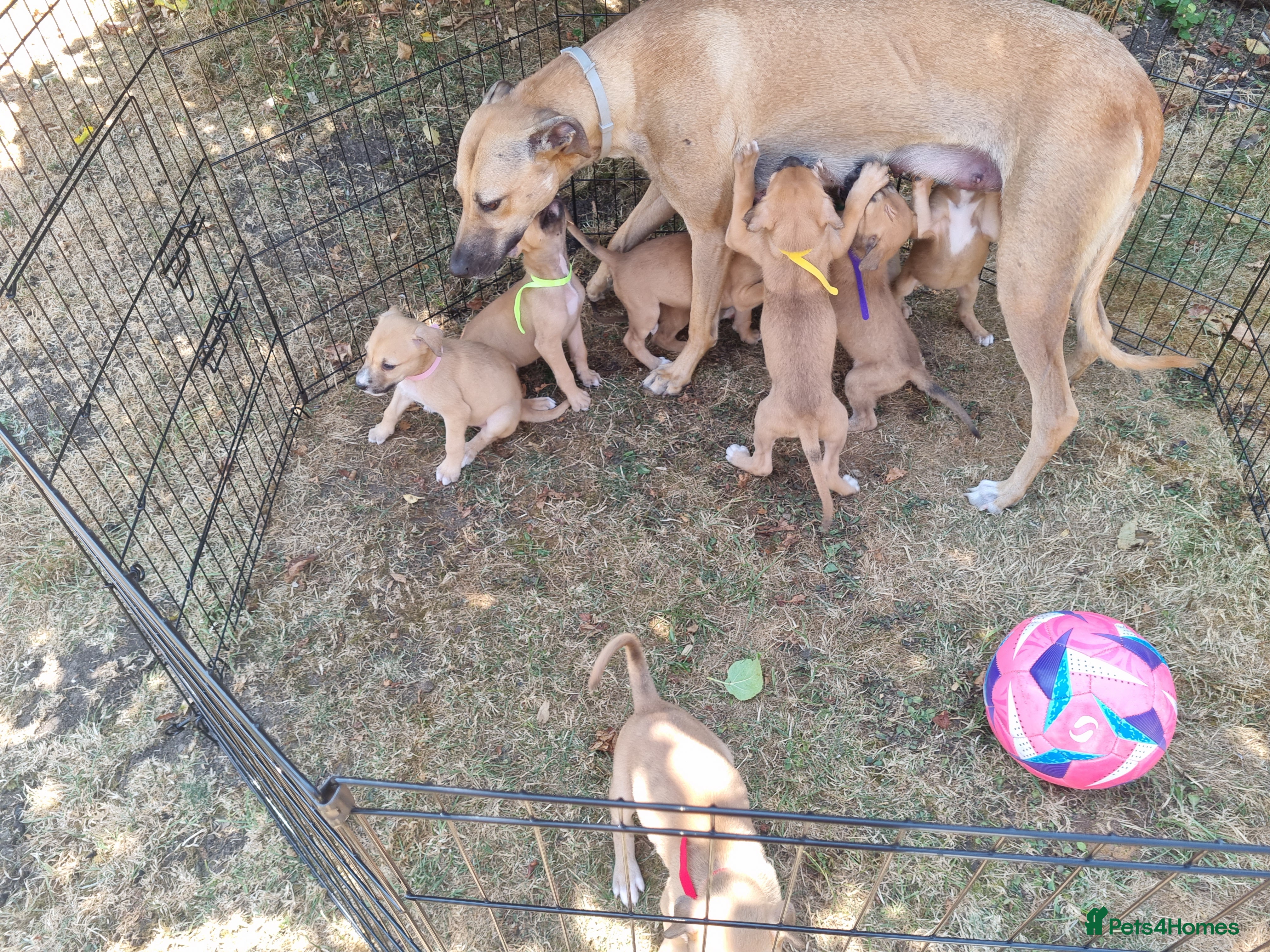 Lurcher dogs Lurcher pups  - Advert 2