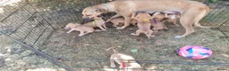 Lurcher dogs for sale: Lurcher pups  in Sturminster Newton - Advert 2