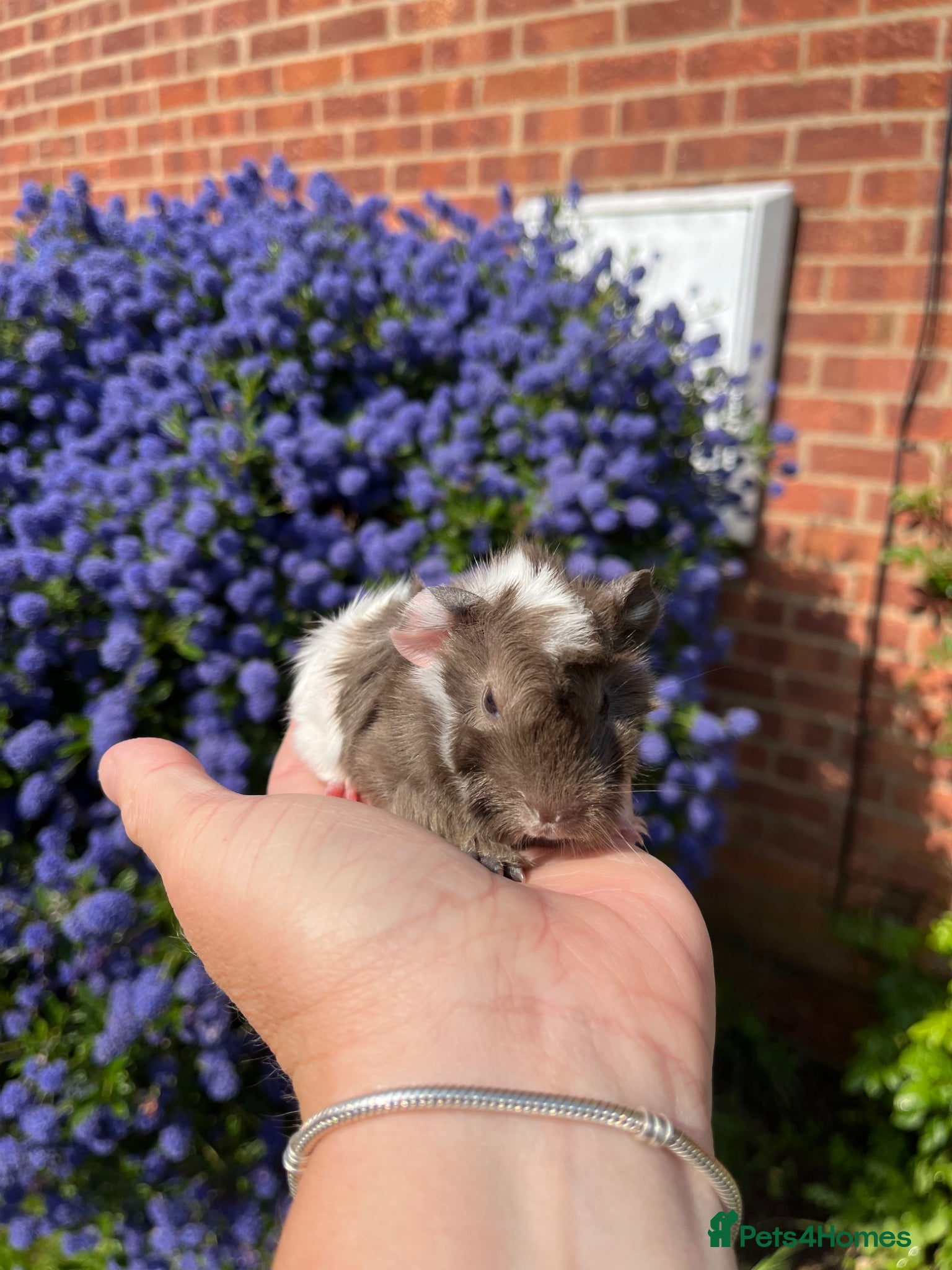 Guinea Pig rodents Guinea pig babies . Mixed breeds  - Advert 3