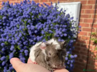 Guinea Pig rodents Guinea pig babies . Mixed breeds - Advert 1