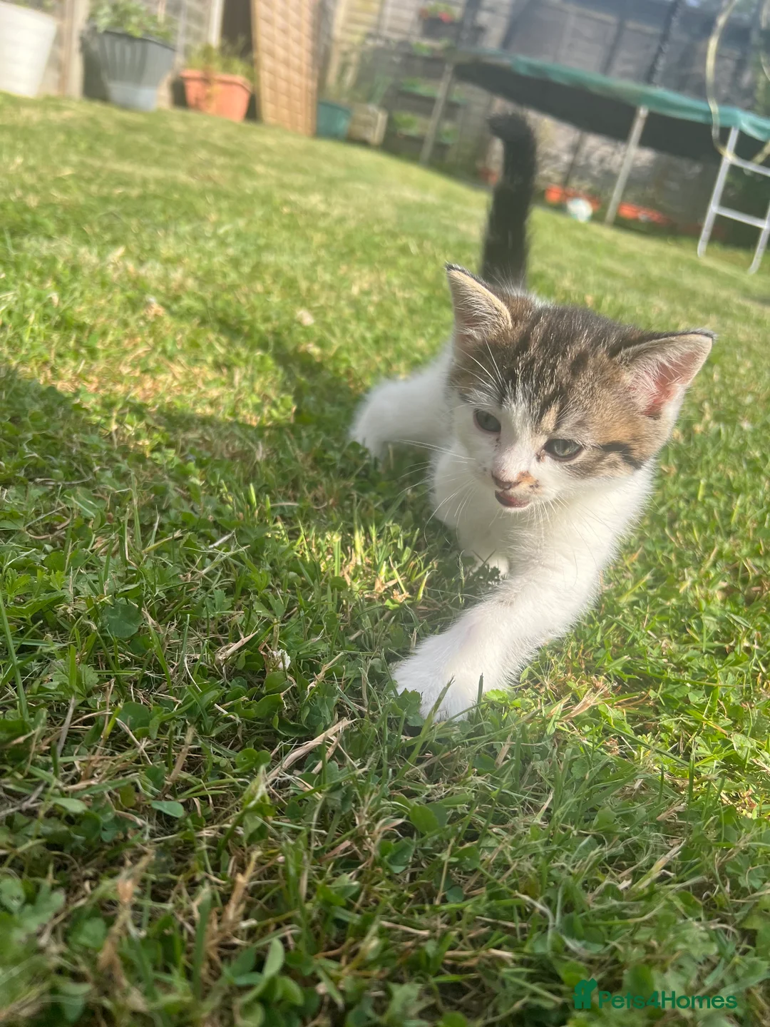 Mixed Breed cats for sale: 4 gorgeous fluffy and friendly kittens! - Advert 19