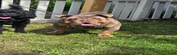 English Bulldog dogs for sale: British Bulldog for sale - Advert 6