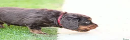 Cocker Spaniel dogs for sale: Beautiful pups in Durham - Advert 7