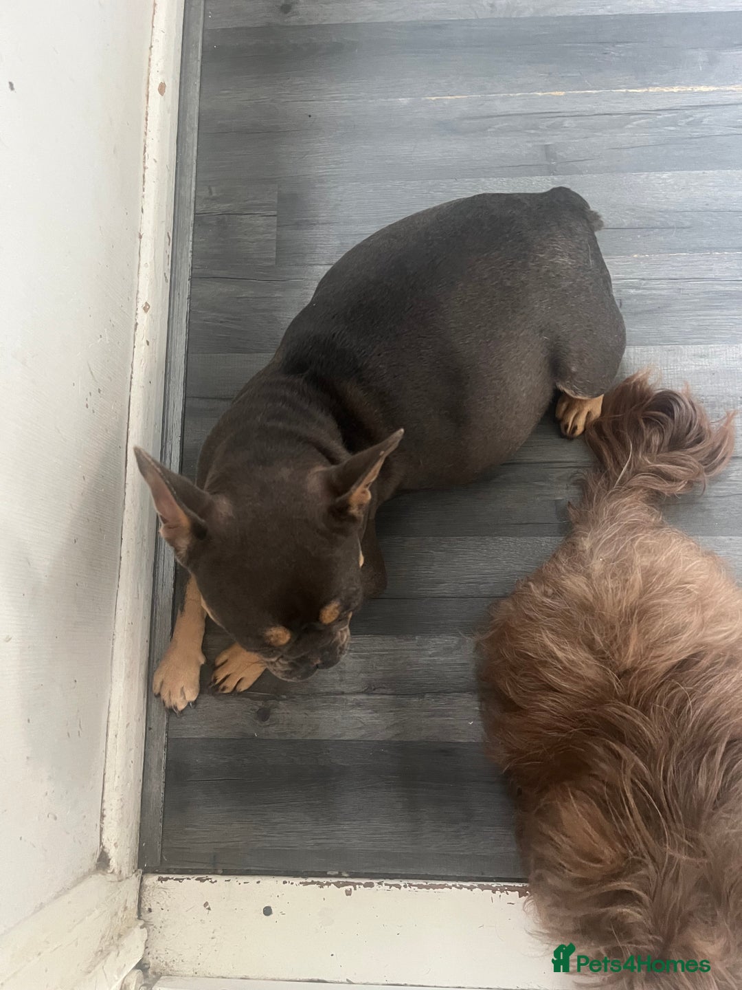French Bulldog dogs for sale: French bulldog puppies solid blues lilac tans  - Image 10