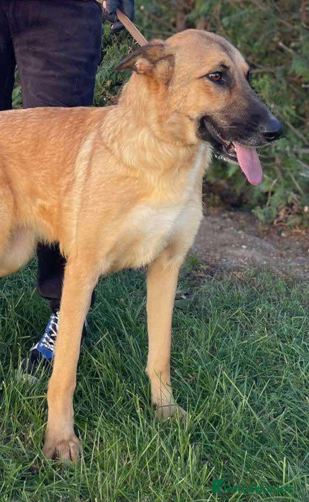 Mixed Breed dogs for adoption: 💛 Tara – 2 years behind bars, still smiling 💛 - Image 5