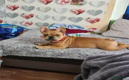 French Bulldog dogs for stud: King Midas son- Premium French Bulldog Stud - Advert 4