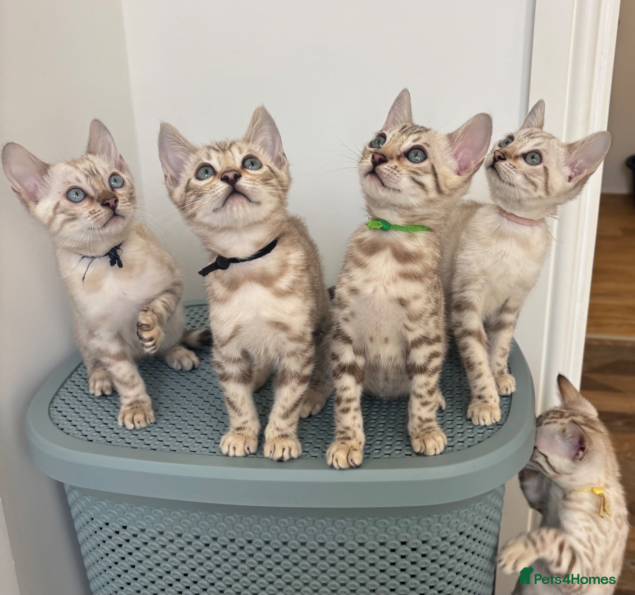 Bengal cats Stunning  Glittery Snow Lynx and Mink Bengals  - Advert 1