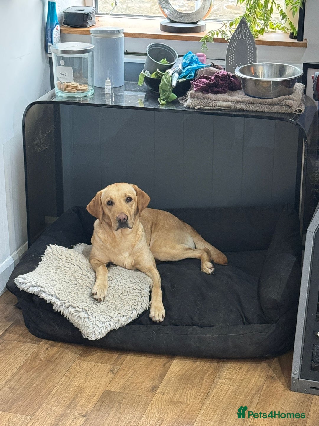 Labrador Retriever dogs for sale: Labrador Retrievers For Sale - Image 27