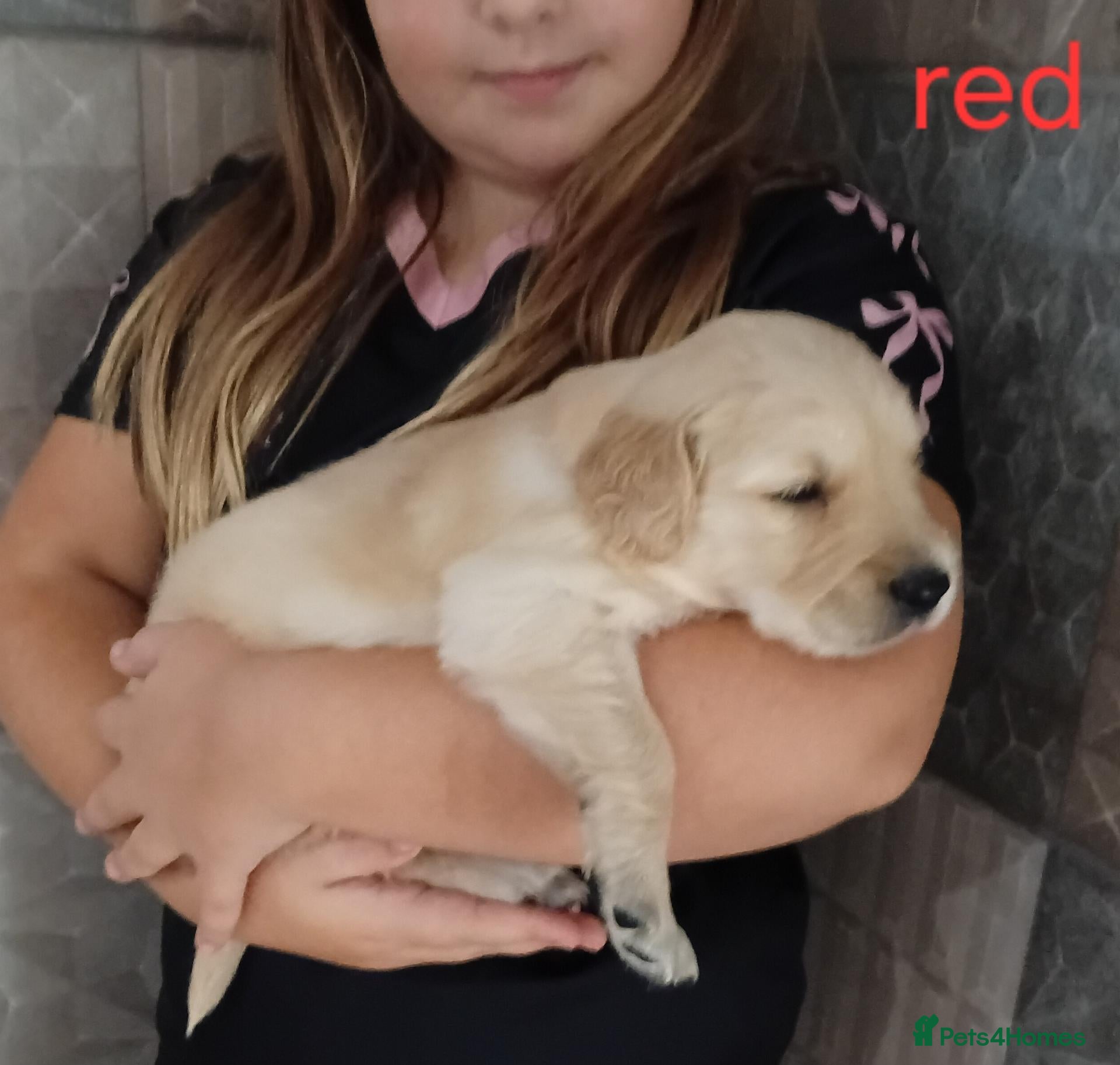 Golden Retriever dogs PEDIGREE GOLDEN RETRIEVERS  - Advert 2