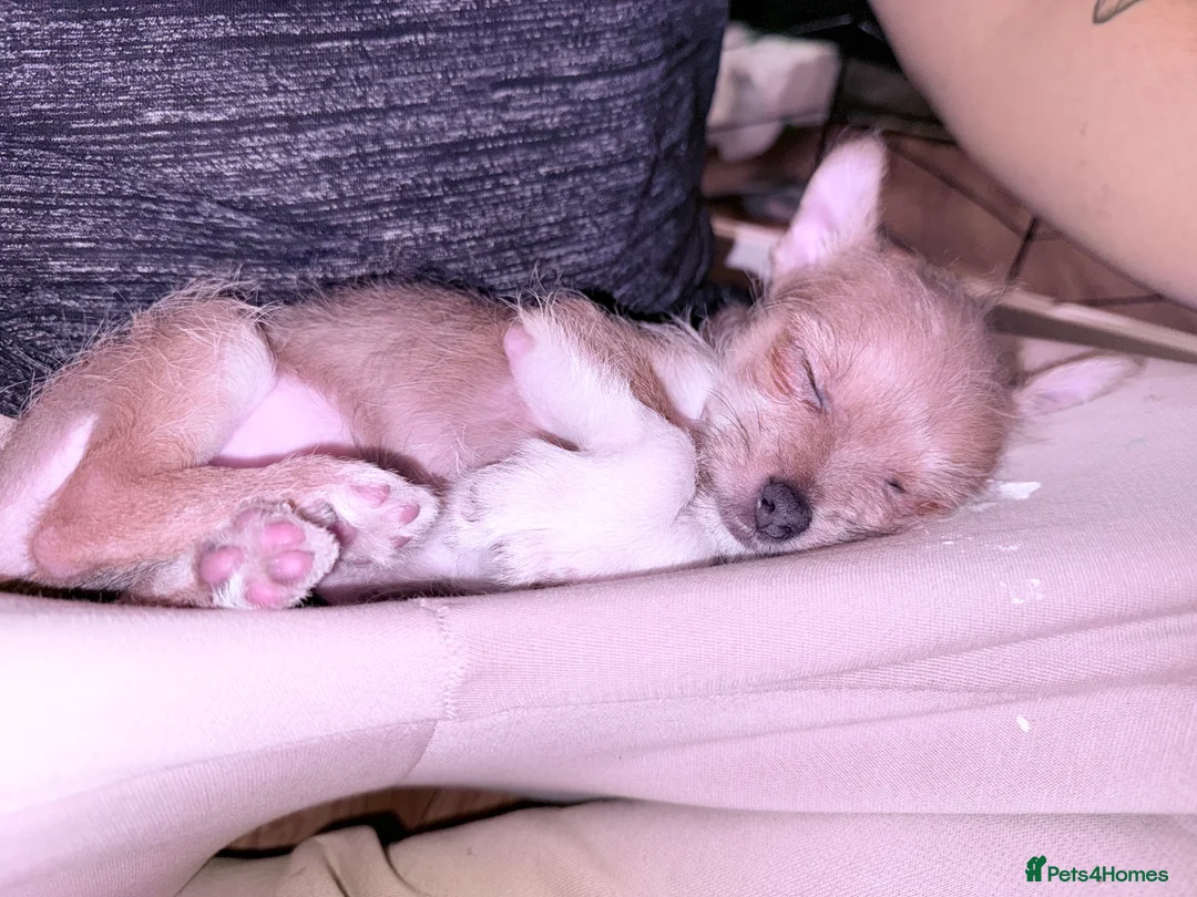 Mixed Breed dogs for sale: Ready for her new home, beautiful Chihuahua pup. - Advert 3
