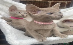 Mixed Breed cats for sale: Oriental X Siamese  - Image 38