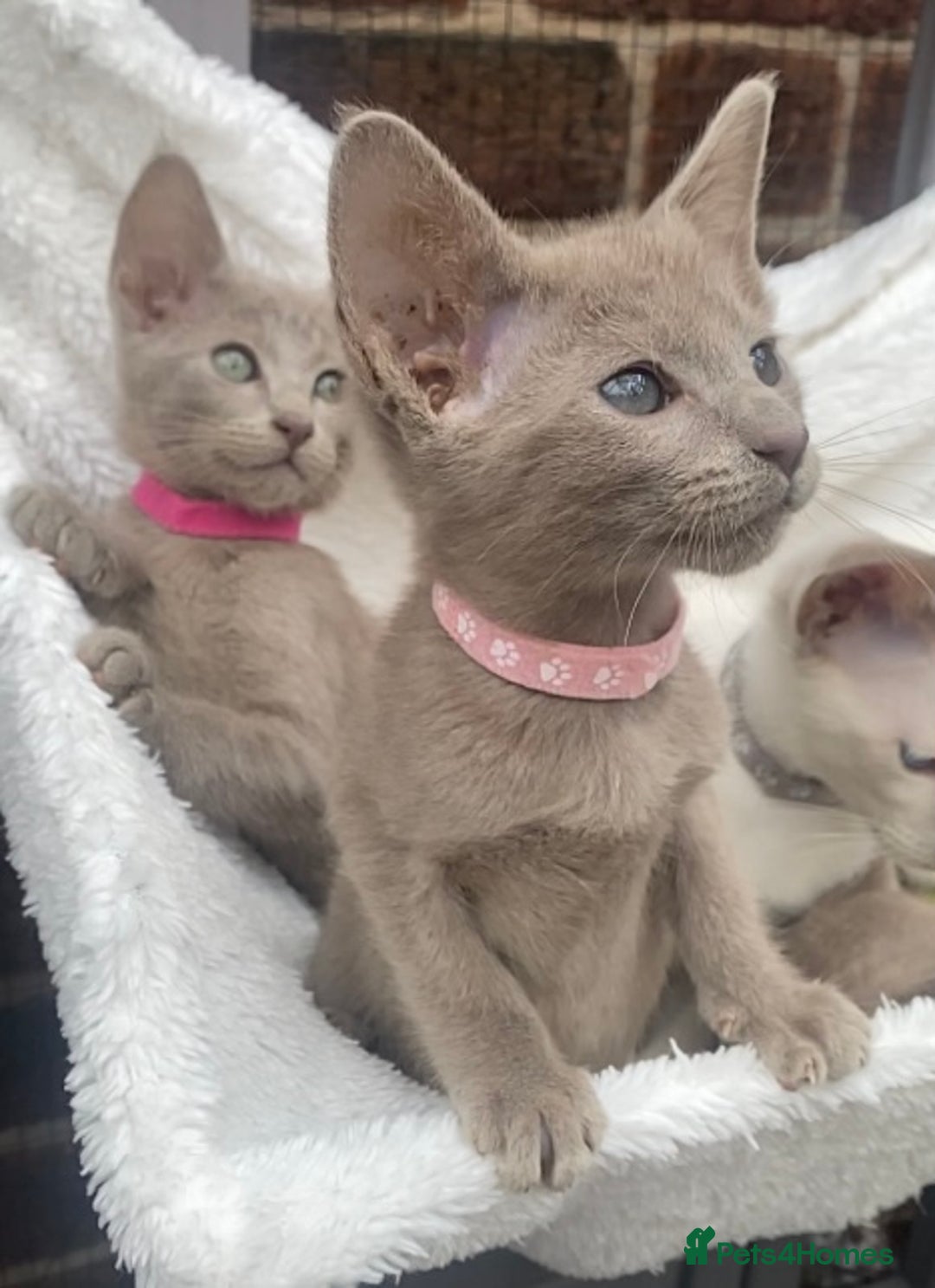 Mixed Breed cats for sale: Oriental X Siamese  - Image 38
