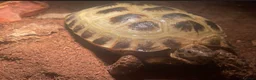 Tortoise reptiles for sale: Horsefield tortoise with pellets+calcium powder - Advert 1