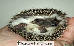 Pygmy Hedgehog rodents for sale: Handsome boys available-new pics added 5/8 - Image 10