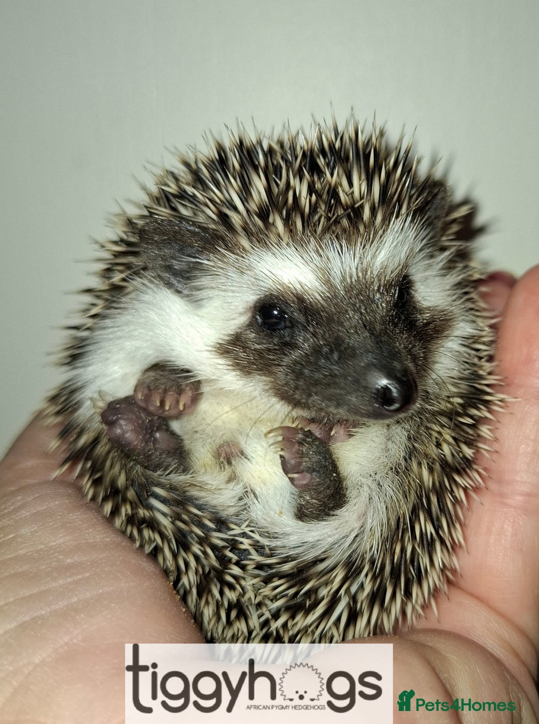 Pygmy Hedgehog rodents for sale: Handsome boys available-new pics added 5/8 - Image 10