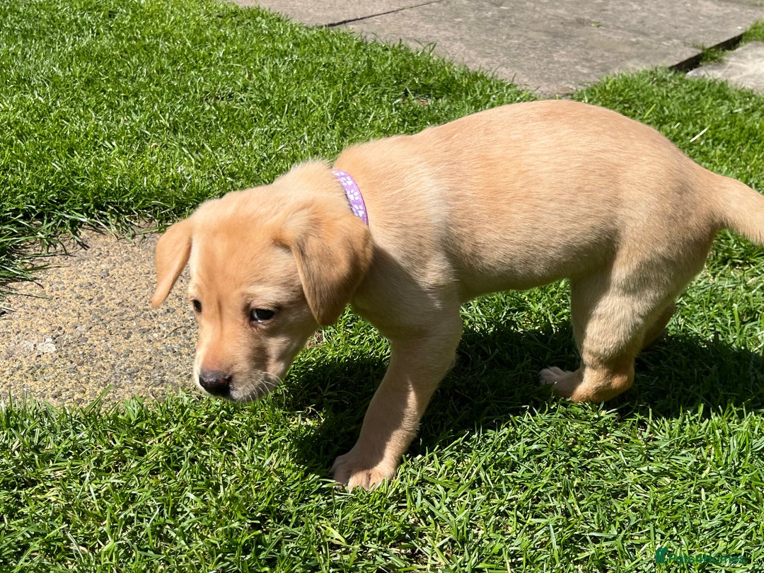 Labrador Retriever dogs for sale: Lovely Fox Red Labrador puppies - Image 5