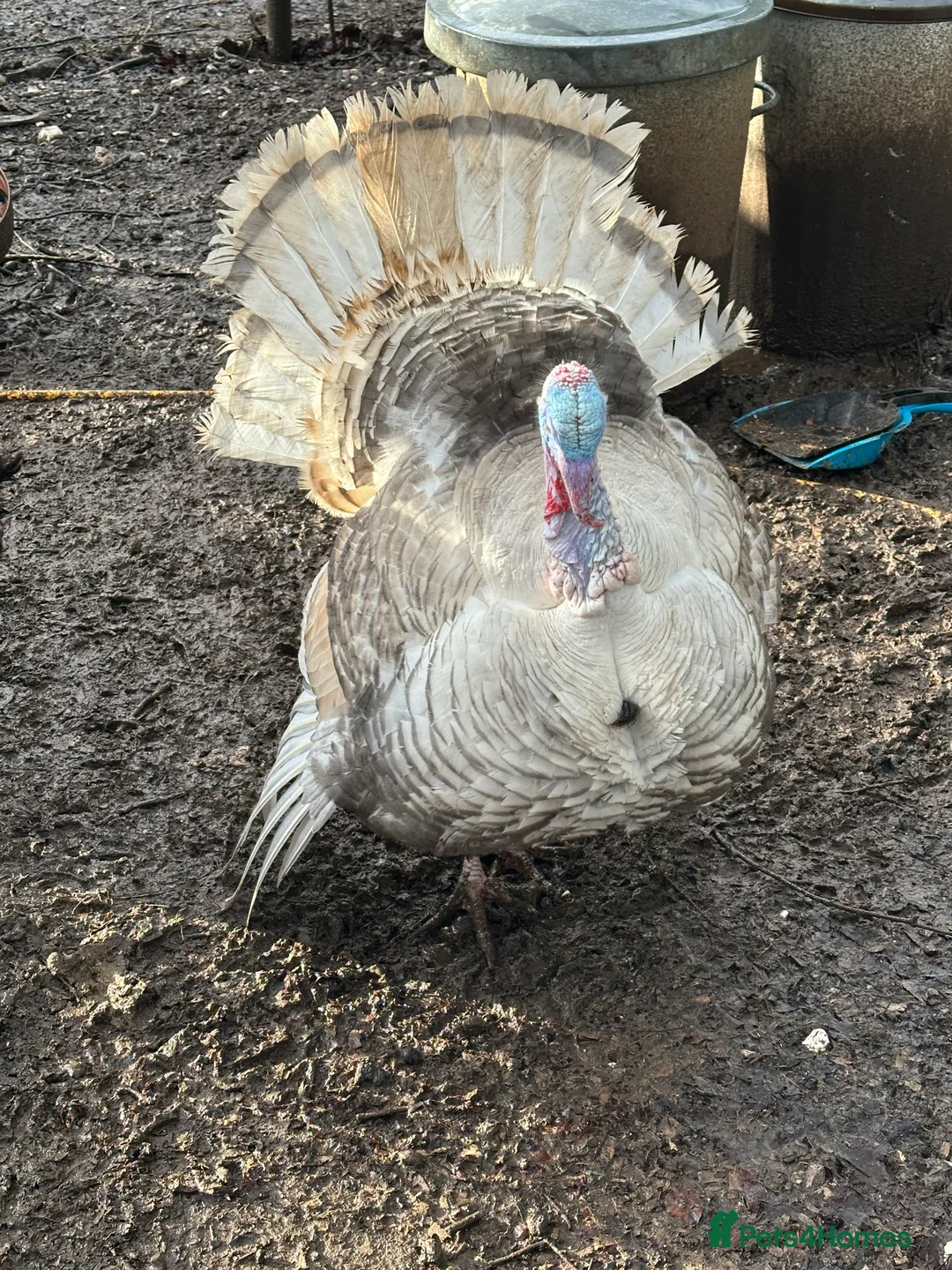 Turkeys poultry for sale: Crollwitzer male ( Stag) Turkey. Available now.  - Advert 3