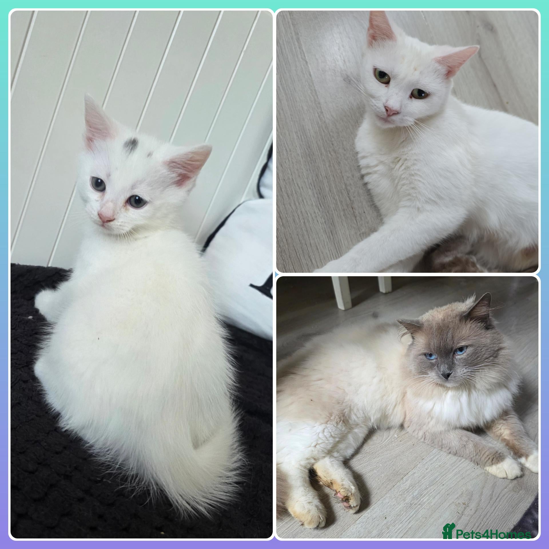 Mixed Breed cats  💚Ragdoll x domestic💜1 male kitten available 🩵 - Advert 1