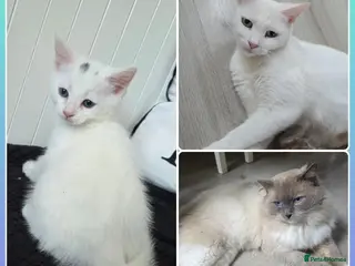 Mixed Breed cats 💚Ragdoll x domestic💜1 male kitten available 🩵 - Advert 1