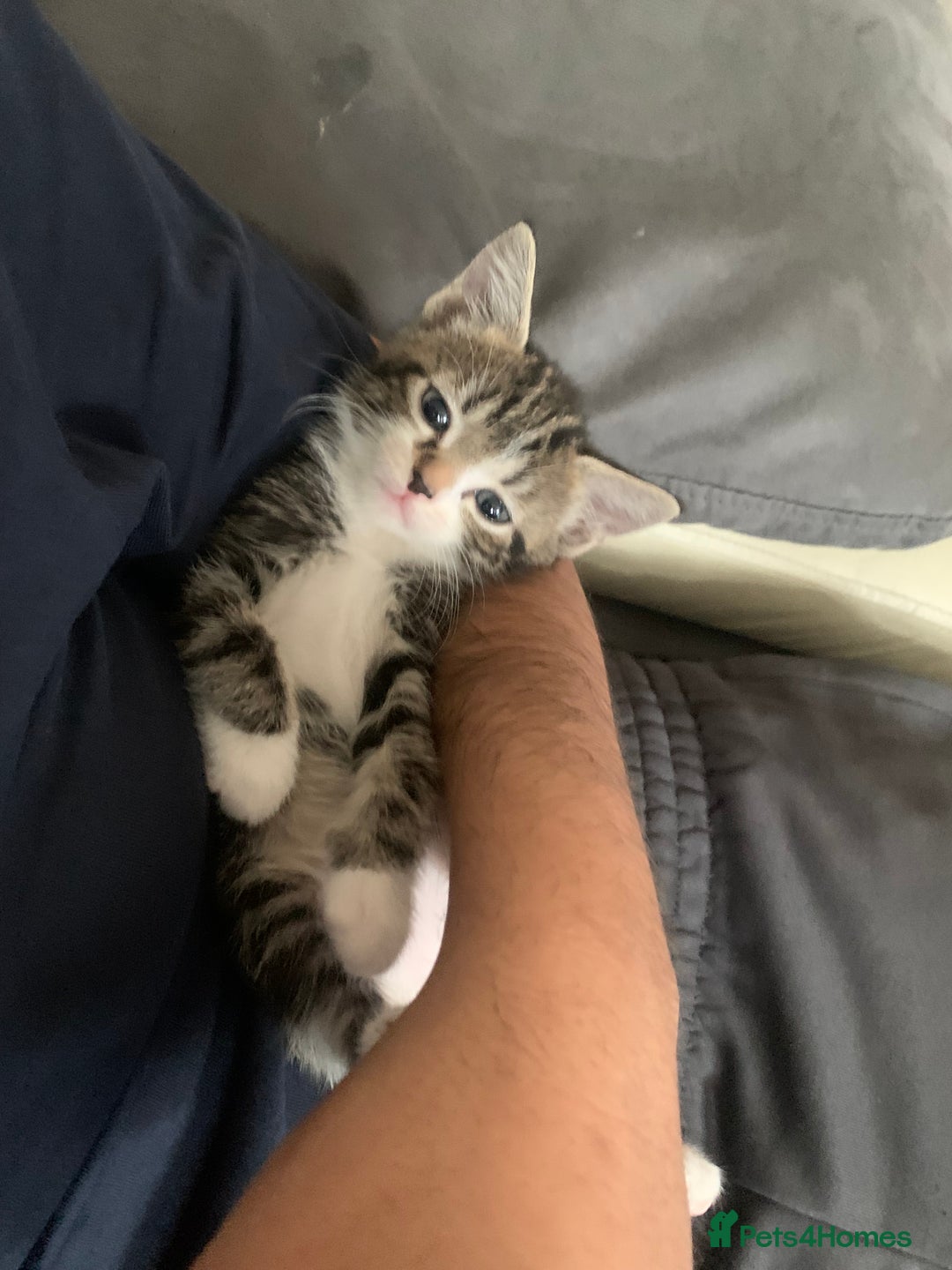American Shorthair cats for sale: Cats  - Image 3