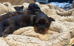 Dachshund dogs for sale: 5 beautiful long-haired Dachshunds pupps - Image 17