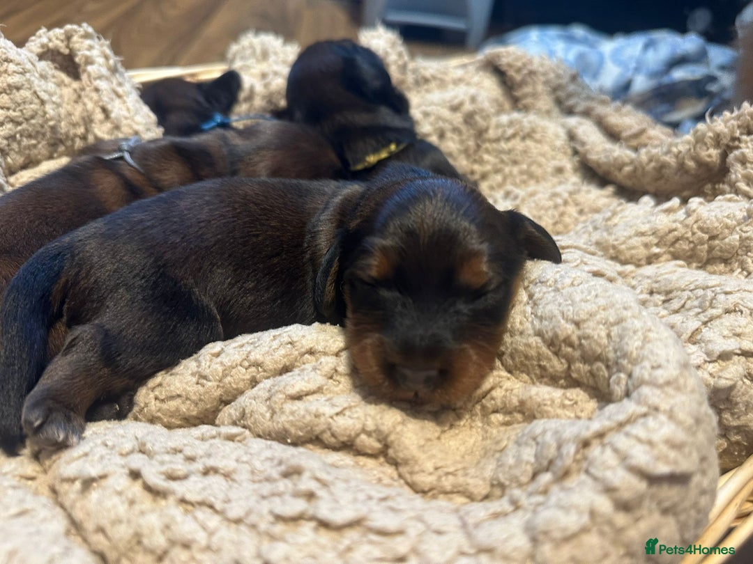 Dachshund dogs for sale: 5 beautiful long-haired Dachshunds pupps - Image 17