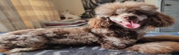 Poodle dogs for stud: DWKC pra clear toy/mini chocolate merle phantom in Aberdeen - Advert 3