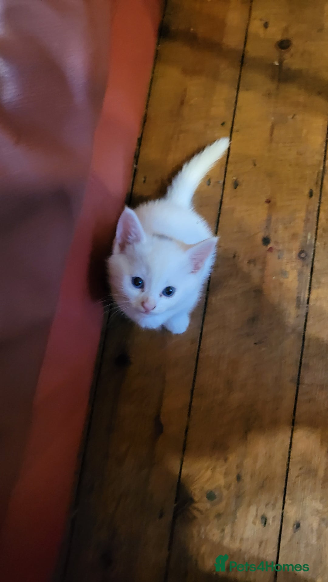 British Shorthair cats for sale: Lovely kittens so playfull  - Image 6