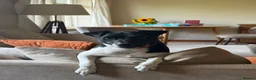 Parson Russell dogs for sale: Rehome Loki in Horley - Advert 2