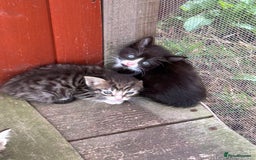 Mixed Breed cats for sale: Mixed coloured 8week old kittens  - Image 5