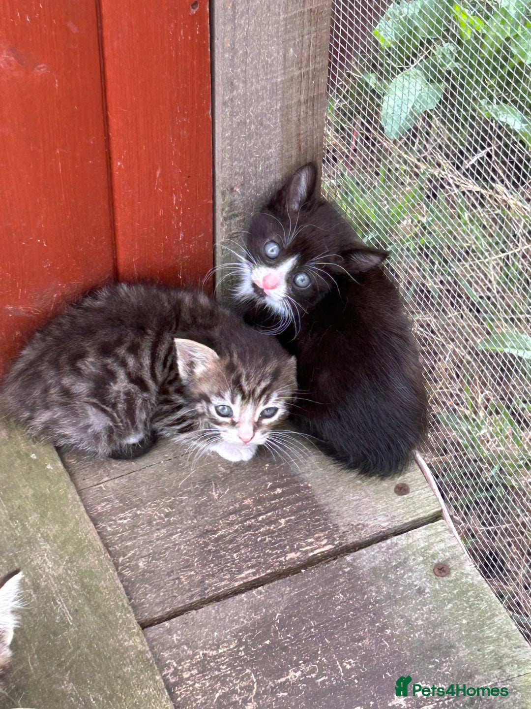 Mixed Breed cats for sale: Mixed coloured 8week old kittens  - Image 5