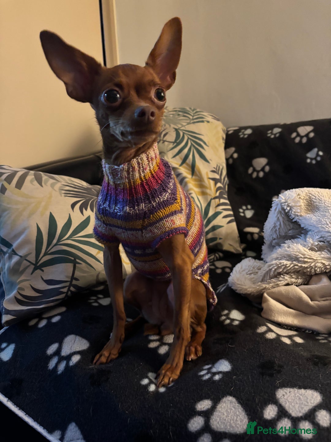 Russian Toy Terrier dogs for sale: Cutest little friend for life  - Advert 11