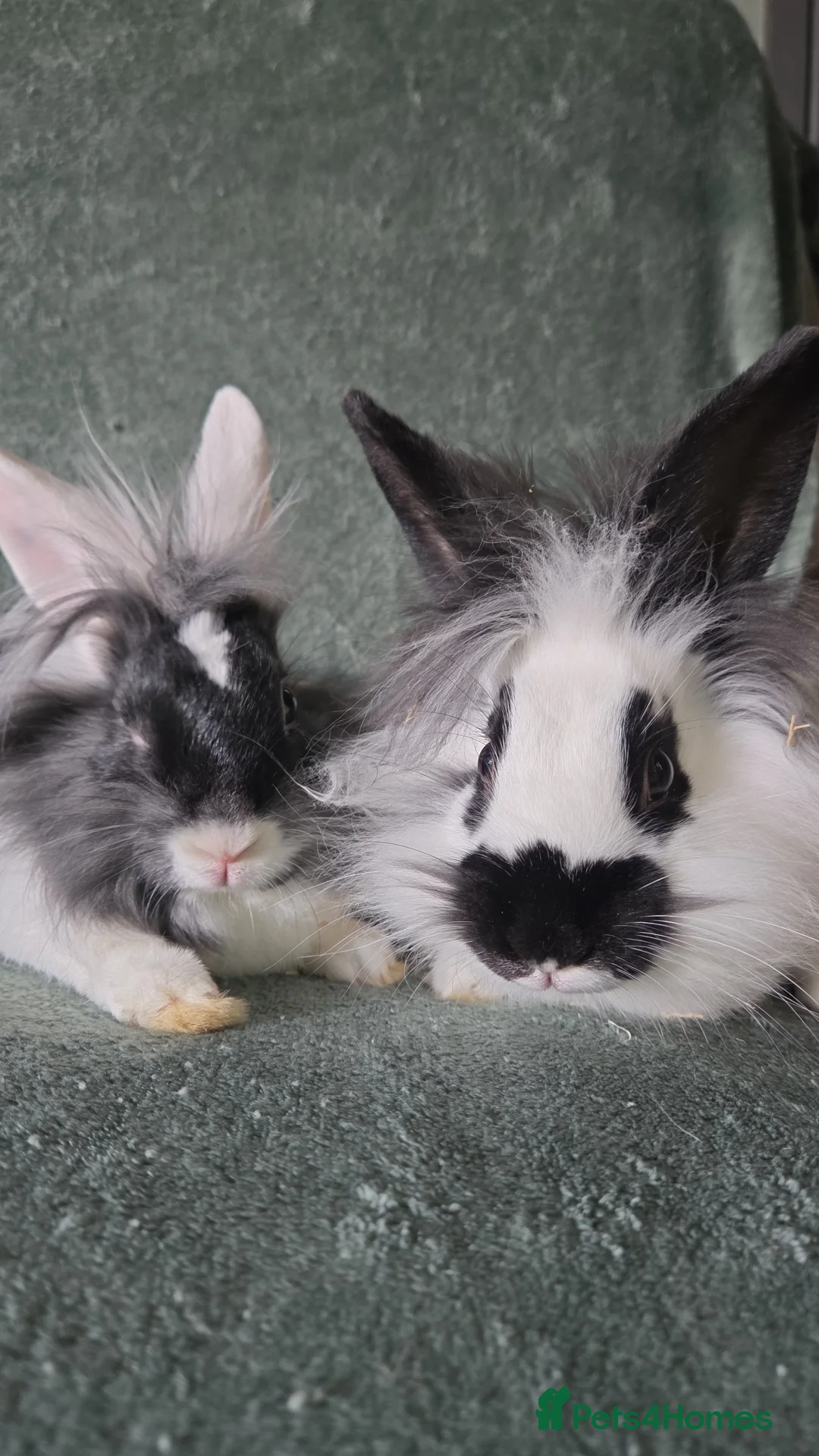 Lionhead rabbits for sale: Lion head x English Spot rabbit 14 weeks - Advert 1