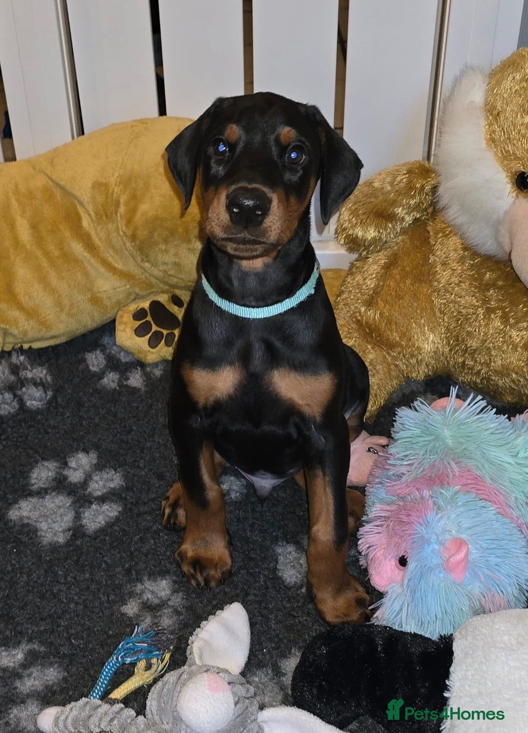 Dobermann dogs for sale: HEALTH TESTED, HOME REARED, STUNNING DOBERMAN PUPS - Advert 3