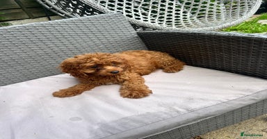 Cavapoo dogs - Advert 12