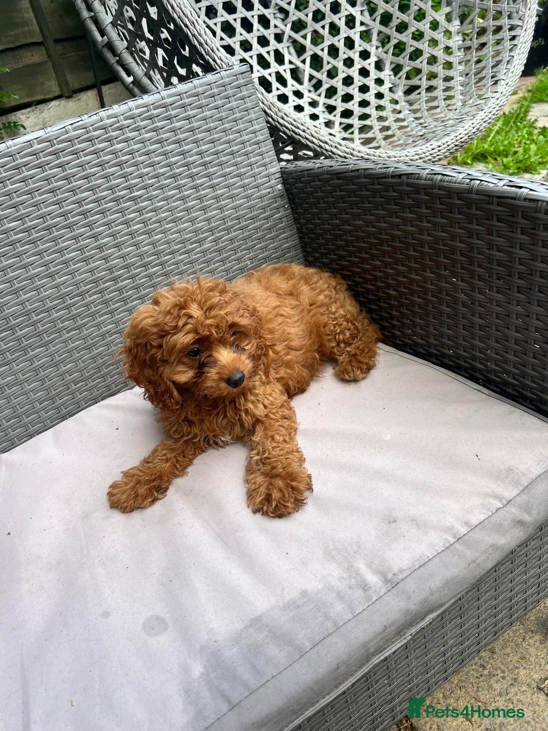 Cavapoo dogs for sale: Beautiful Cavapoo toy boy AVALIBLE! - Image 2