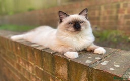 Ragdoll cats for sale: Sweet Ragdoll Kitten - Image 2