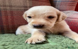 Labrador Retriever dogs for sale: Affectionate and adorable Labrador Puppies - Image 13