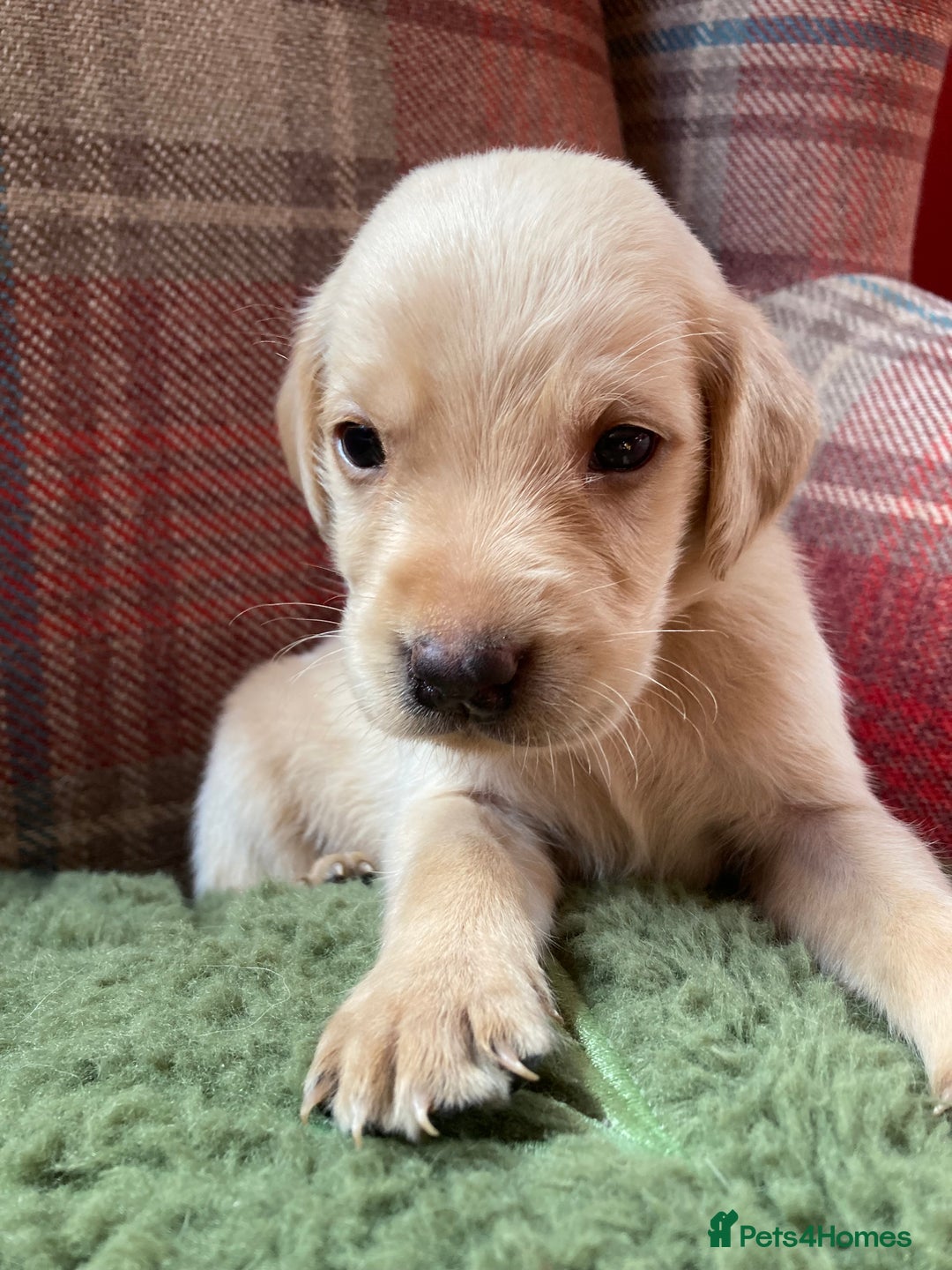 Labrador Retriever dogs for sale: Affectionate and adorable Labrador Puppies - Image 13