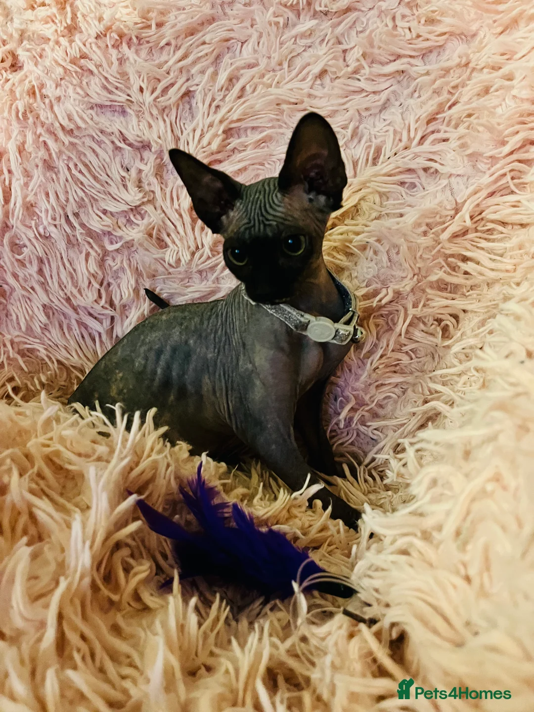 Sphynx cats for sale: Adorable Sphynx Kittens - Advert 6