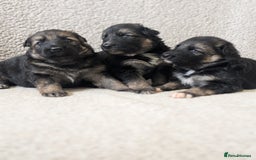 German Shepherd dogs for sale: 💛 German Shepherd Puppies – Full Pedigree Parents - Image 6