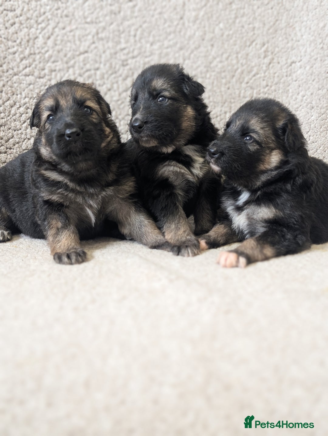 German Shepherd dogs for sale: 💛 German Shepherd Puppies – Full Pedigree Parents - Image 6