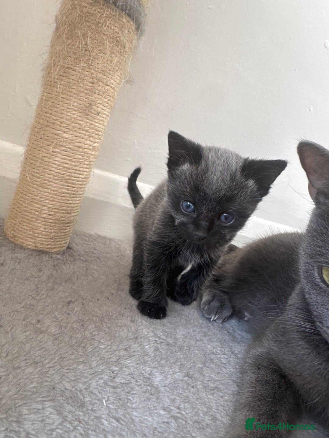 Russian Blue cats for sale: 2 Russian Blue x Siamese Kittens - Image 8
