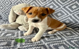 Mixed Breed dogs for sale: 💙 3 Beautiful Boys 💙 - Image 7