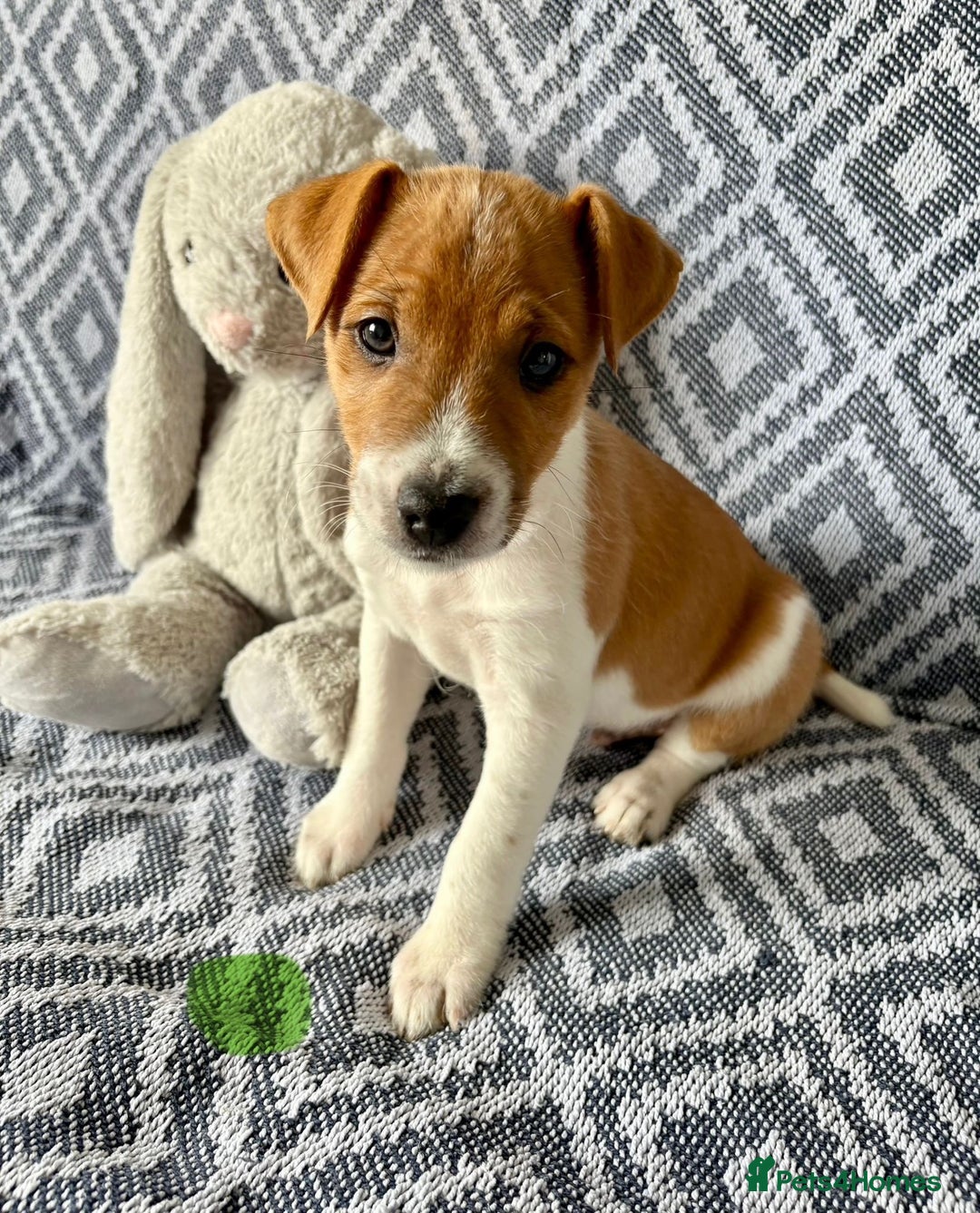 Mixed Breed dogs for sale: 💙 3 Beautiful Boys 💙 - Image 7