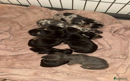 Dachshund dogs for sale: Miniature dachshunds - Image 12