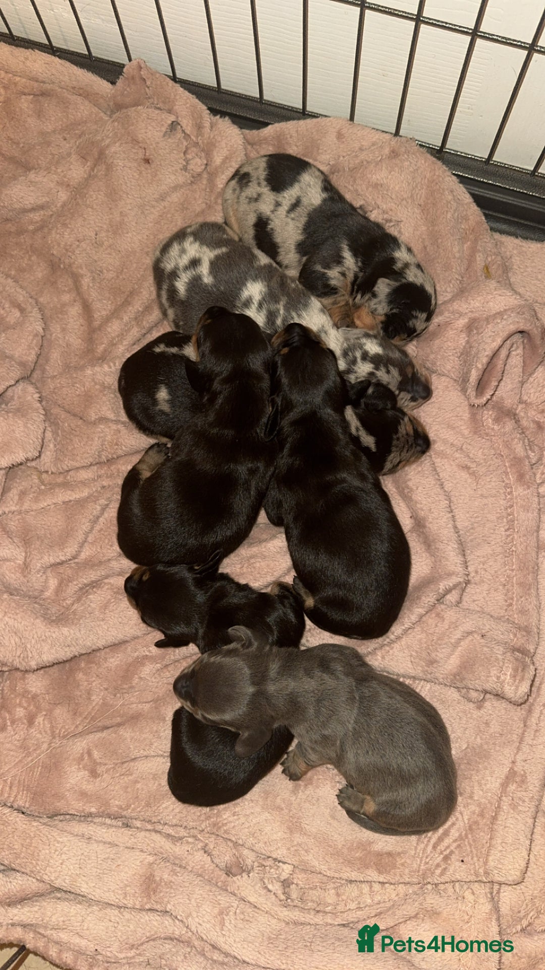 Dachshund dogs for sale: Miniature dachshunds - Image 12