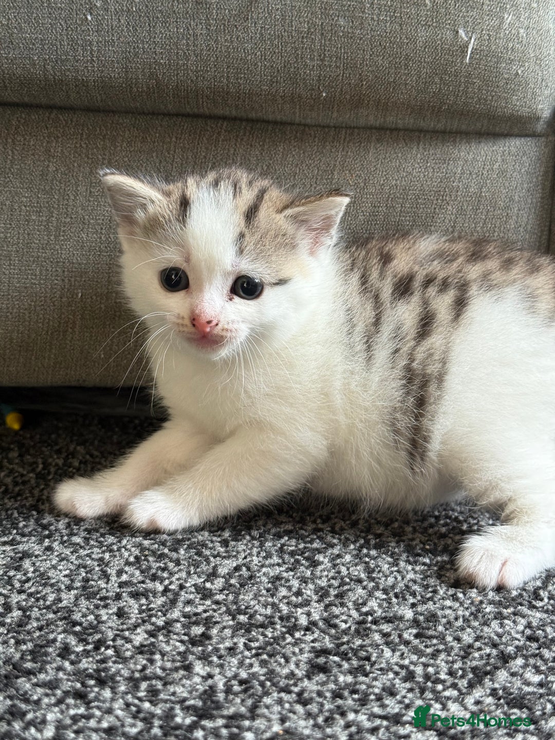 Mixed Breed cats for sale: 4 beautiful kitty’s for sale  - Advert 2